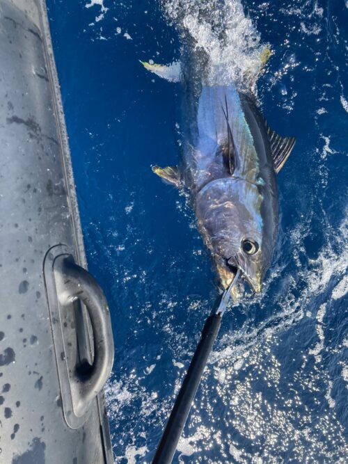 sortie pêche au thon